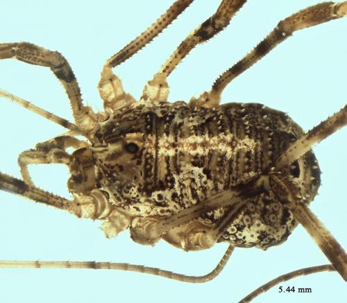 Lacinius dentiger